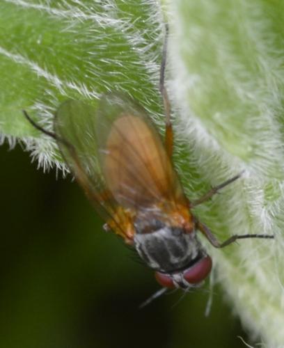 Fannia lustrator